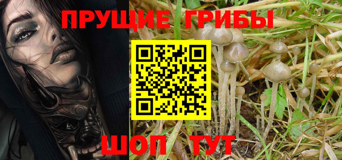 Псилоцибиновые грибы Psilocybe Кунгур